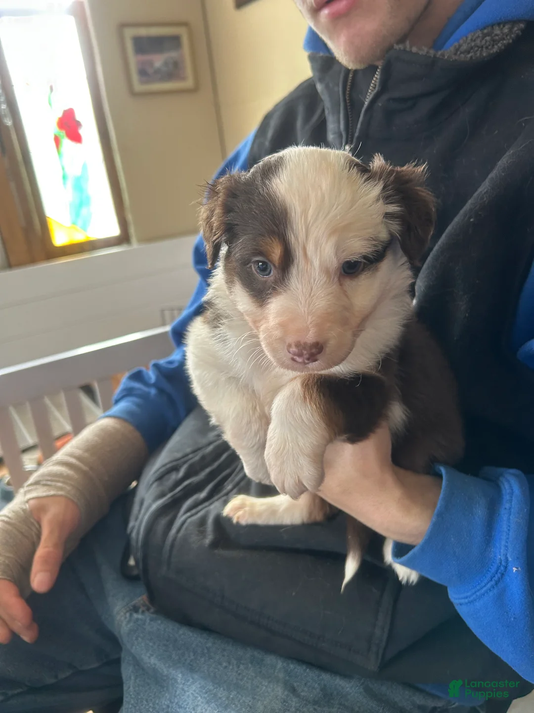 Australian Shepherd dogs for sale: Annie Oakley - Ad 1