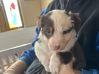 Australian Shepherd dogs Annie Oakley - Ad 22