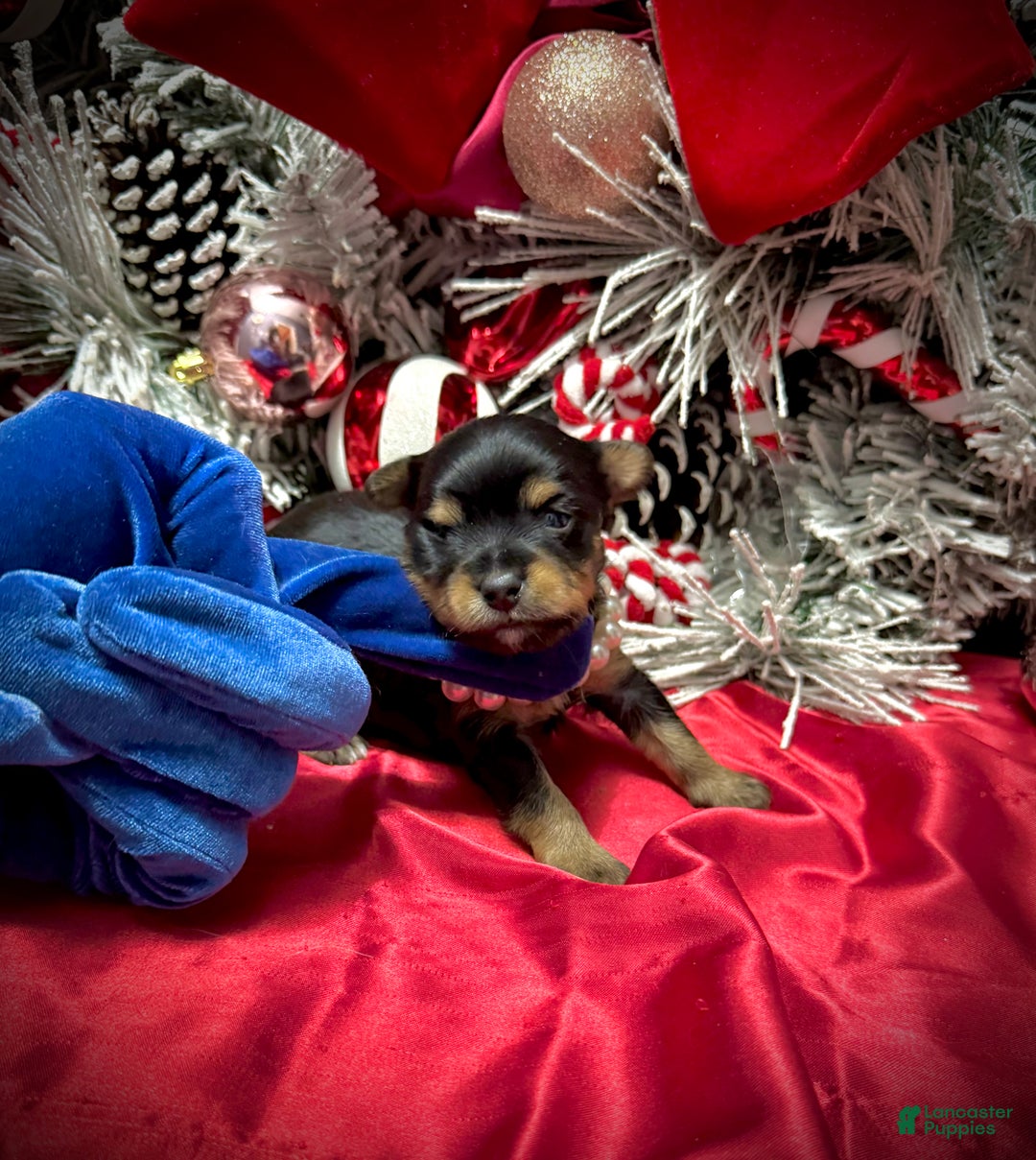 Yorkshire Terrier dogs for sale: Primavera - Ad 4