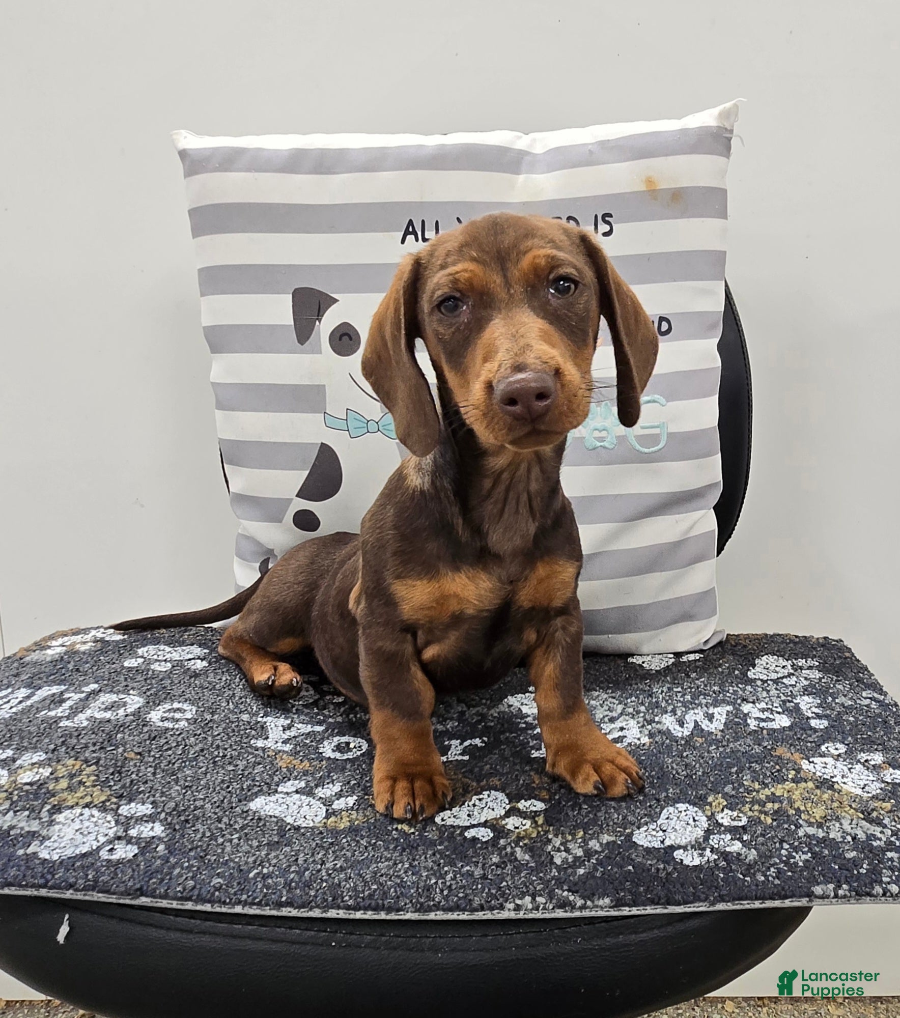 Miniature Dachshund dogs Davy - Ad 7
