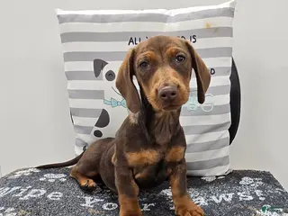 Miniature Dachshund dogs Davy - Ad 7