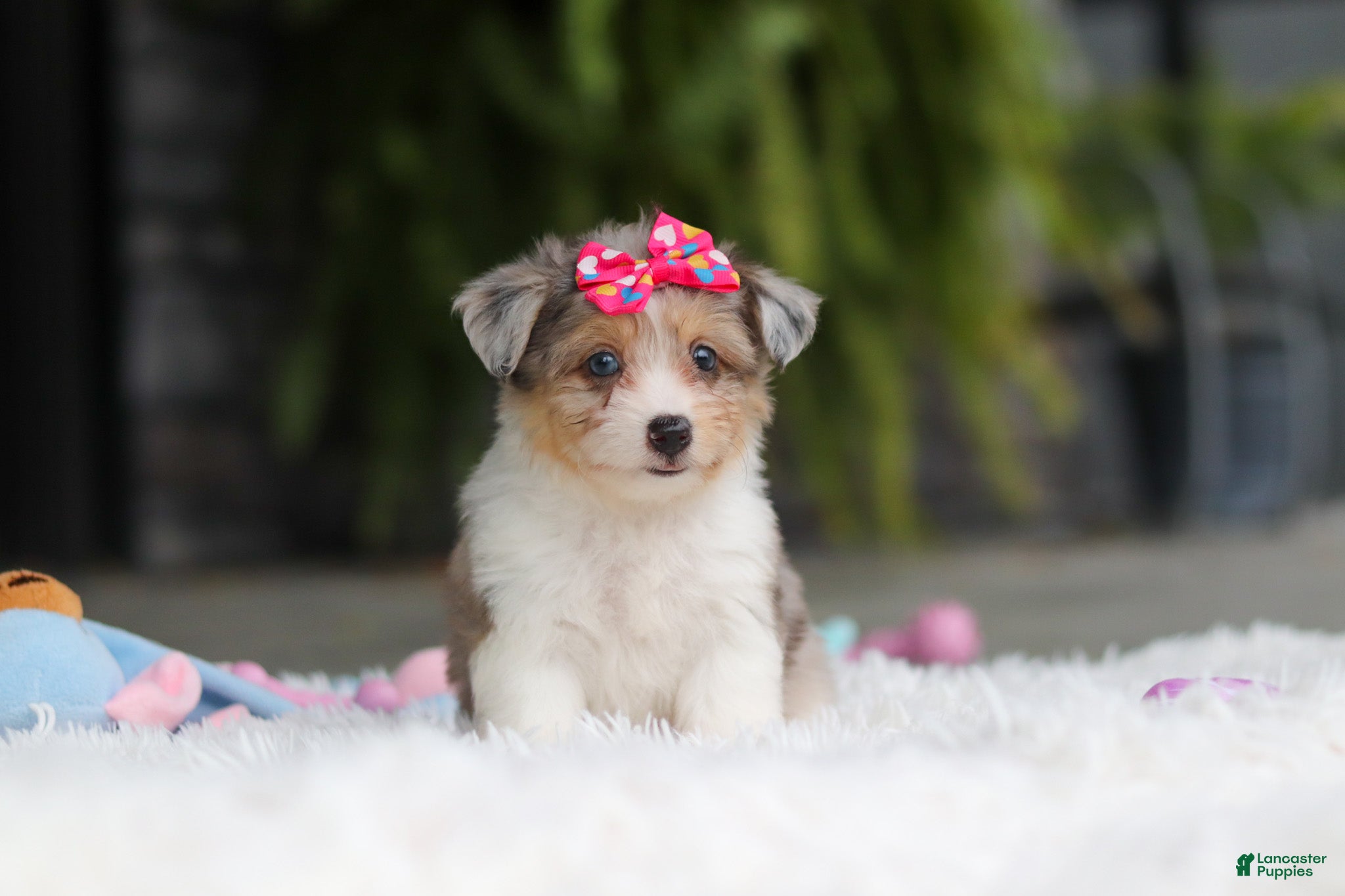 Mixed Breed dogs Millie - Ad 1
