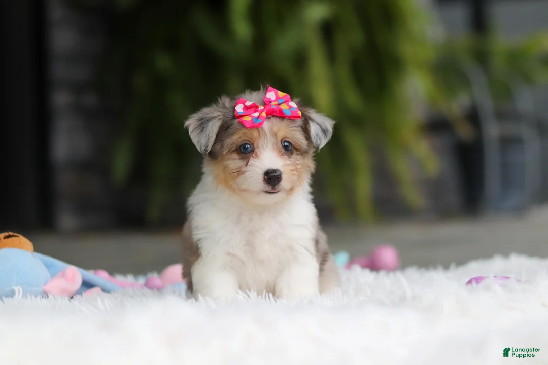 Mixed Breed dogs for sale: Millie - Ad 1