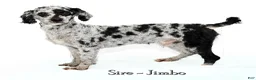 Havapoo dogs for sale: Spencer - Ad 10