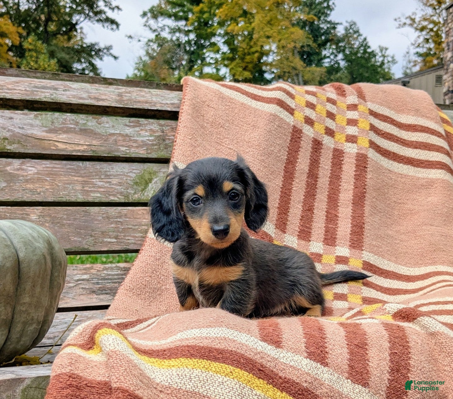 Miniature Dachshund dogs Autumn - Ad 2