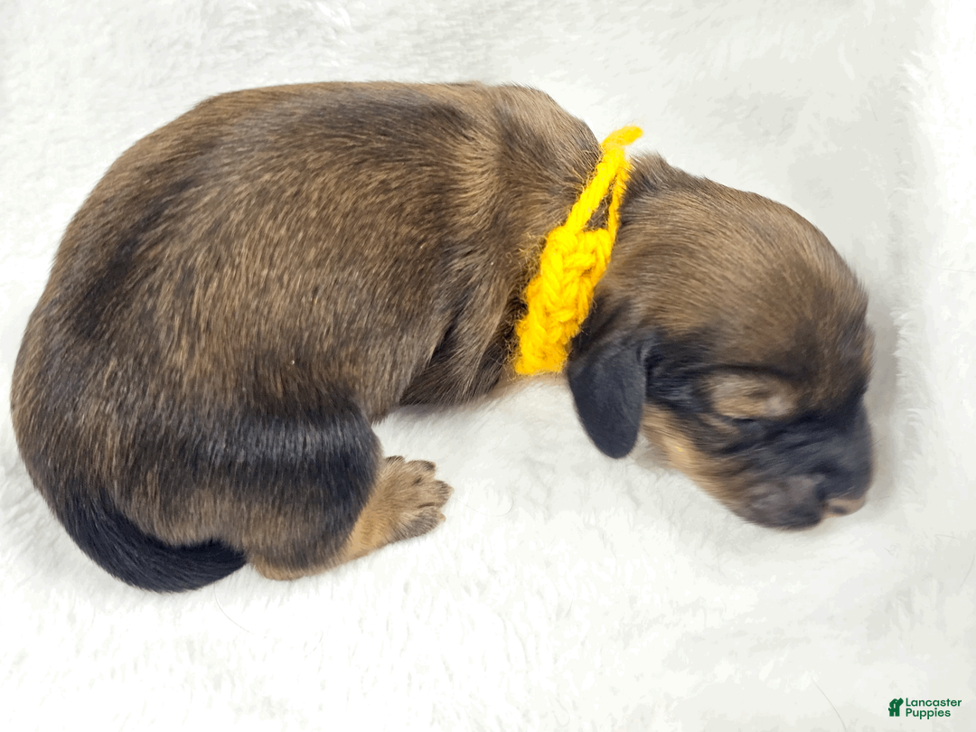 Miniature Dachshund dogs for sale: Sunflowerer - Ad 2