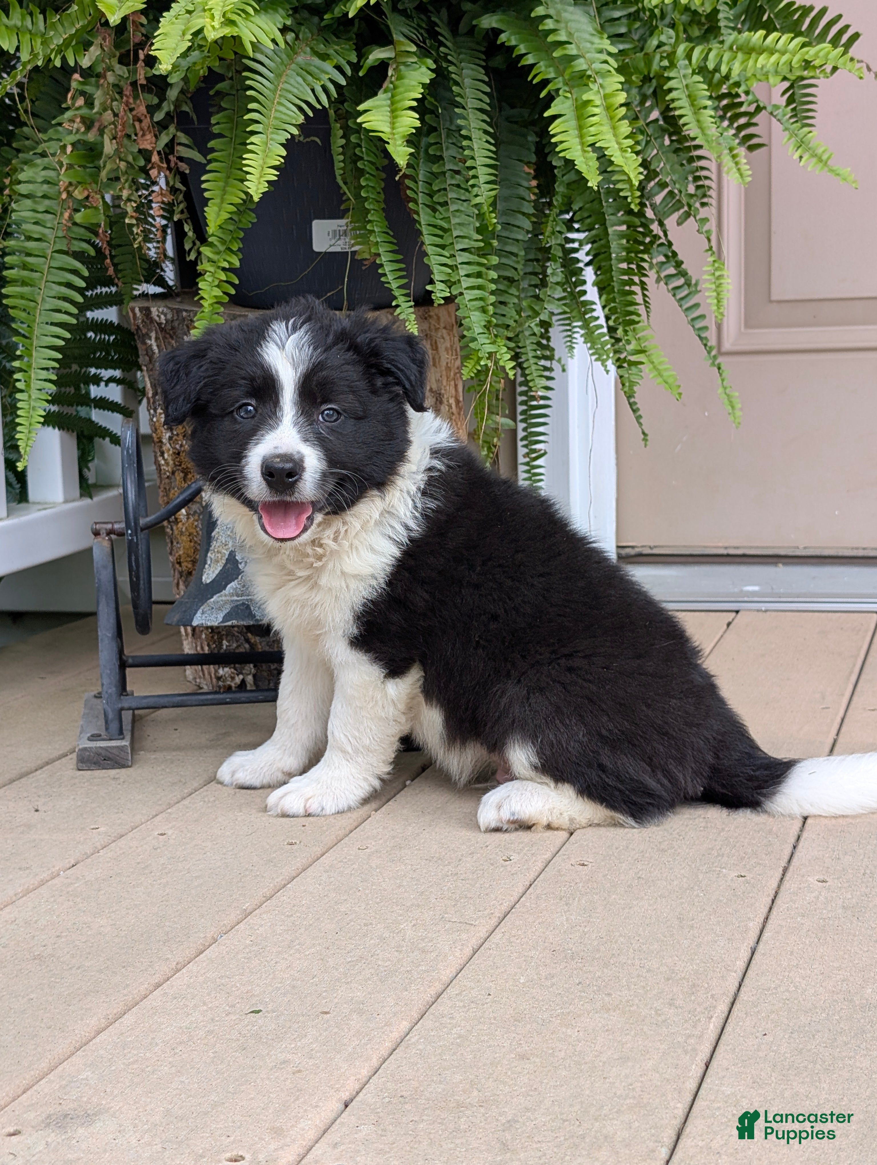 Border Collie dogs Trooper - Ad 2