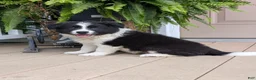 Border Collie dogs for sale: Trooper - Ad 2