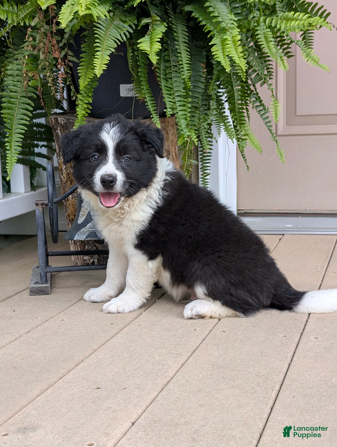 Border Collie dogs for sale: Trooper - Ad 2