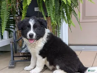 Offset Border Border collie Puppies for sale | Lancaster Puppies