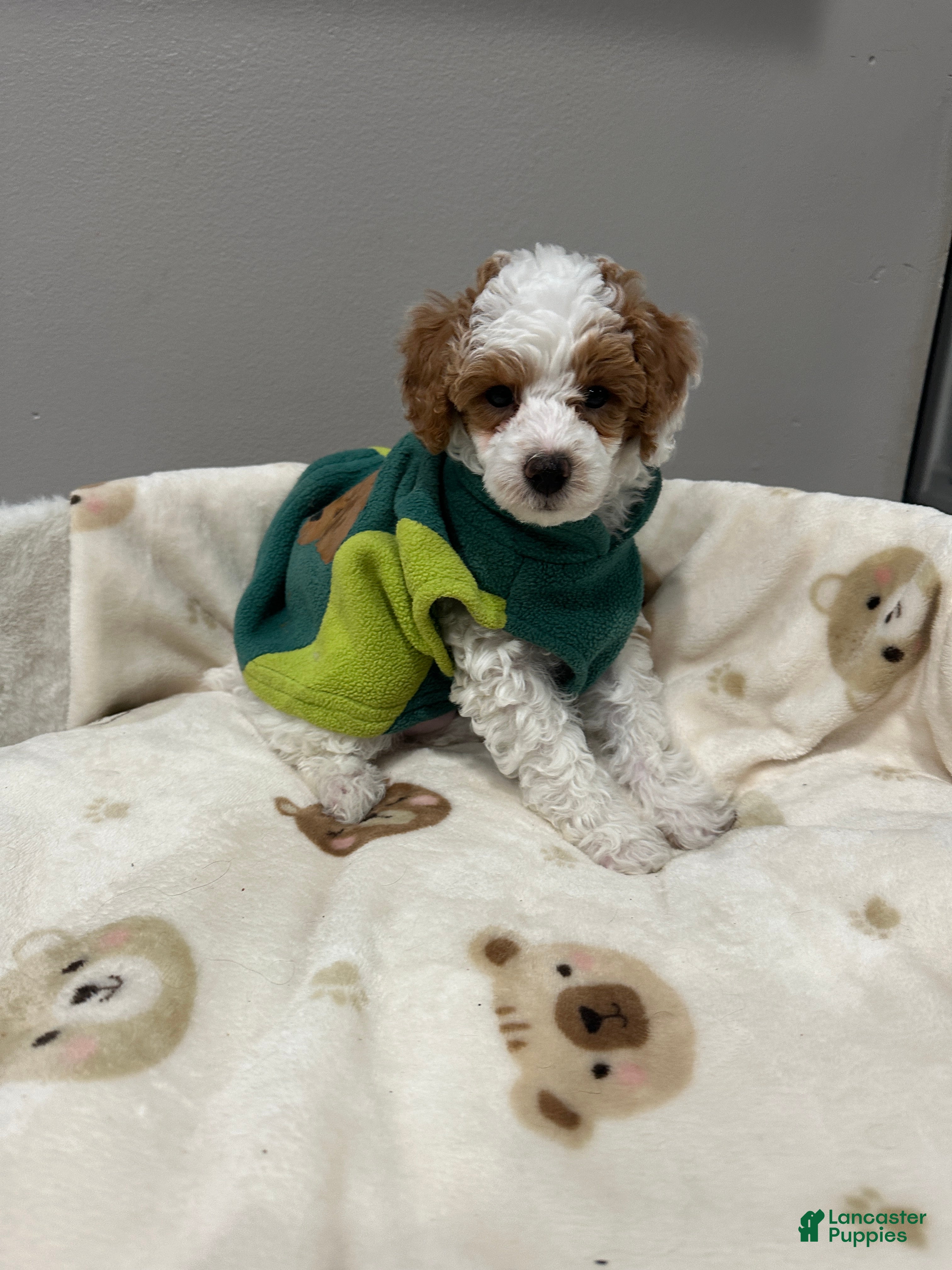 Miniature Poodle dogs Patch - Ad 23