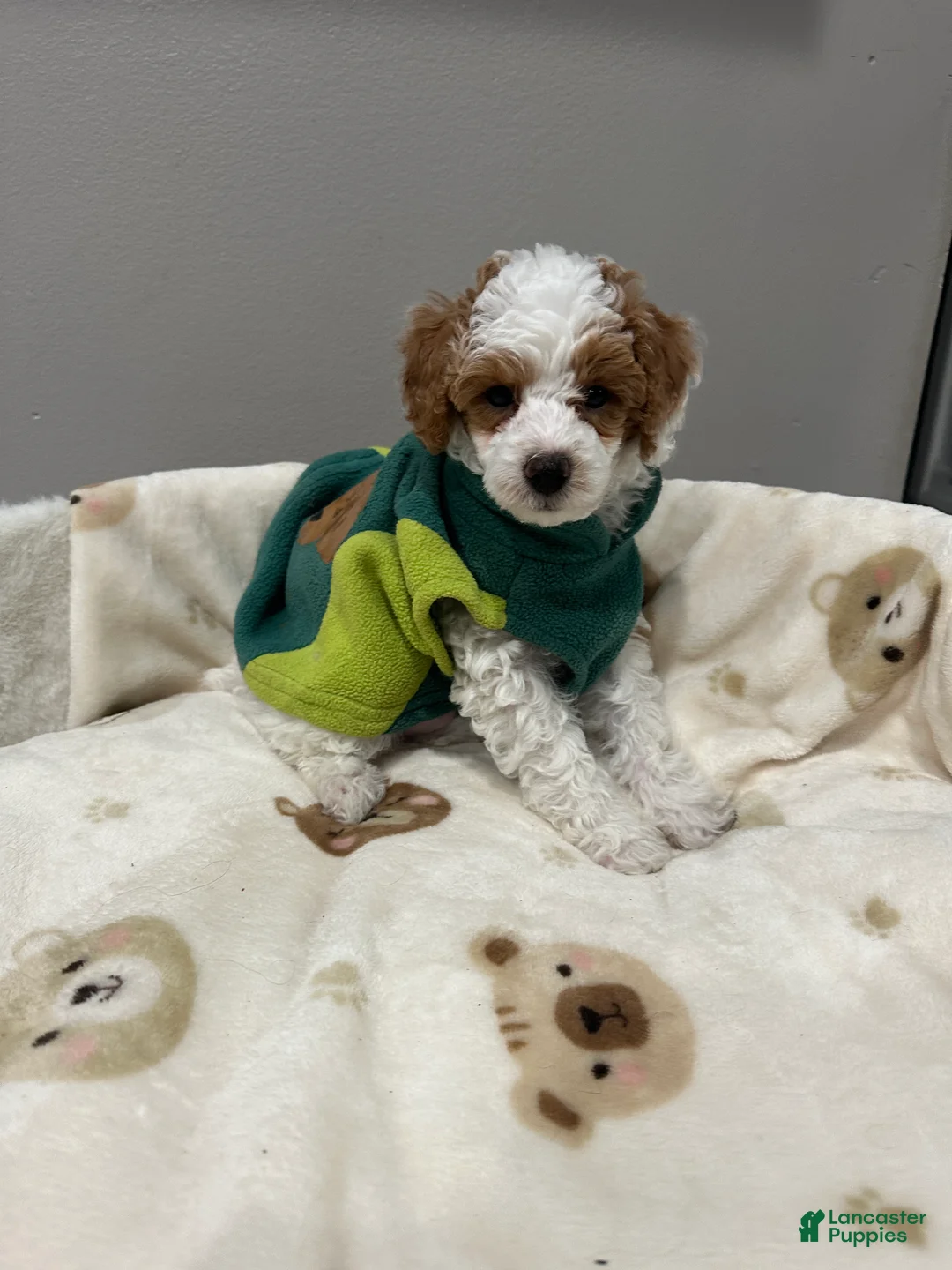 Miniature Poodle dogs for sale: Patch - Ad 1