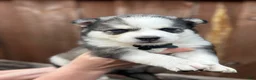 Pomsky dogs for sale: Aspen - Ad 4