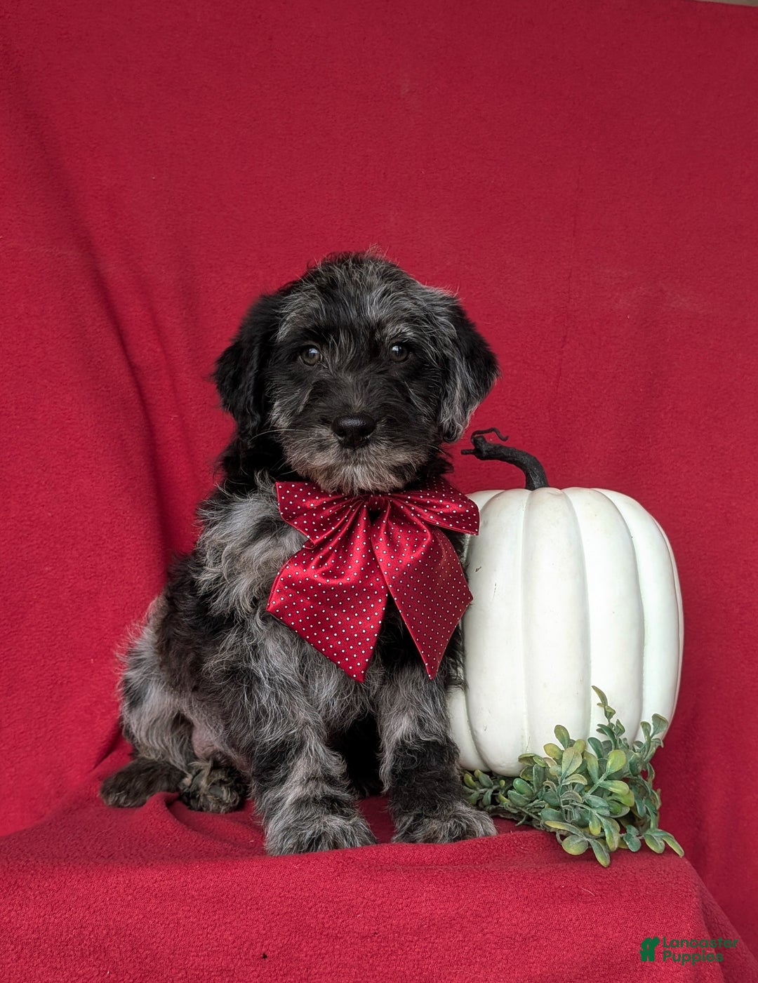 Labradoodle dogs for sale: Whitmoor Hypoallergenic - Ad 1
