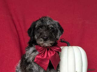 Labradoodle dogs Whitmoor Hypoallergenic - Ad 33