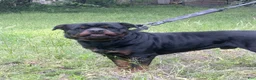 Rottweiler dogs for sale: Rottweiler Puppy 4 - Ad 10