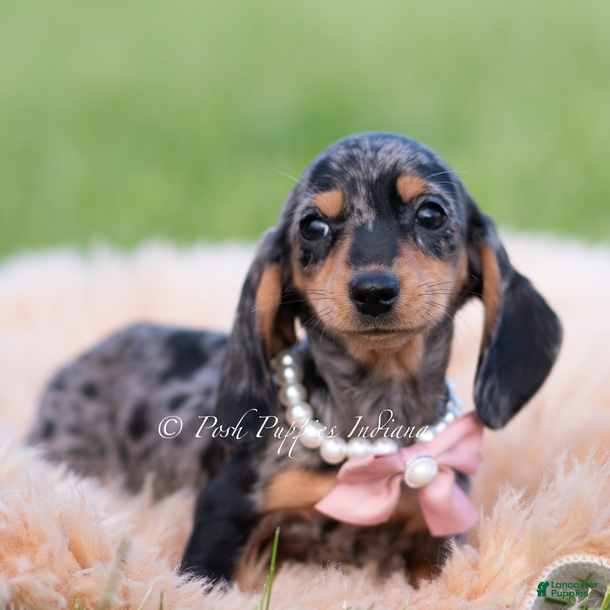 Miniature Dachshund dogs Daisy AKC - Ad 14