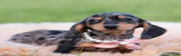 Miniature Dachshund dogs for sale: Daisy AKC - Ad 1