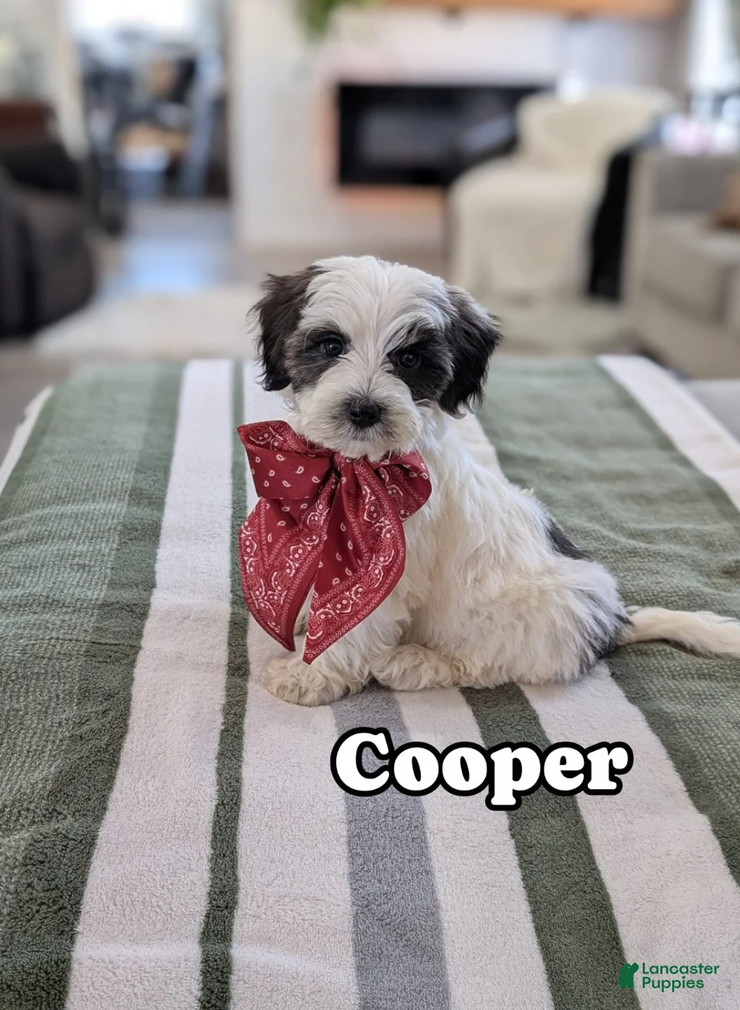 Havapoo dogs for sale: Cooper - Ad 1