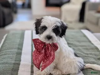 Havapoo dogs for sale: Cooper - Ad 3