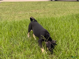 Mixed Breed dogs Puppy 3 - Ad 41