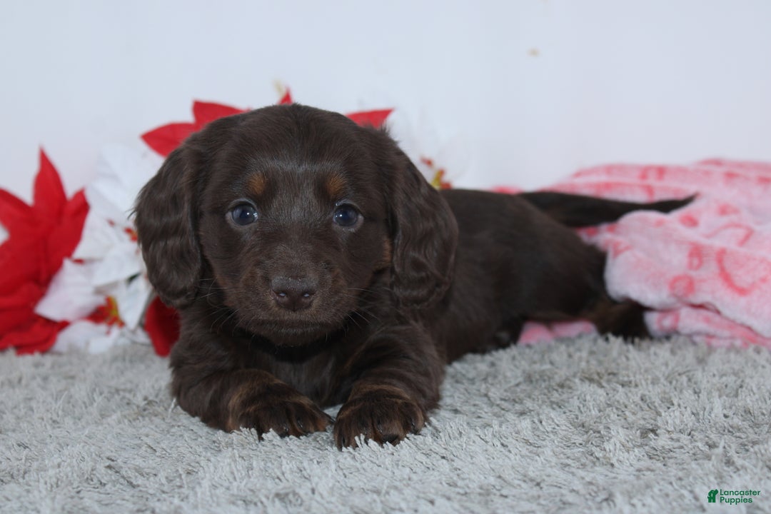 Miniature Dachshund dogs for sale: Joy - Ad 5