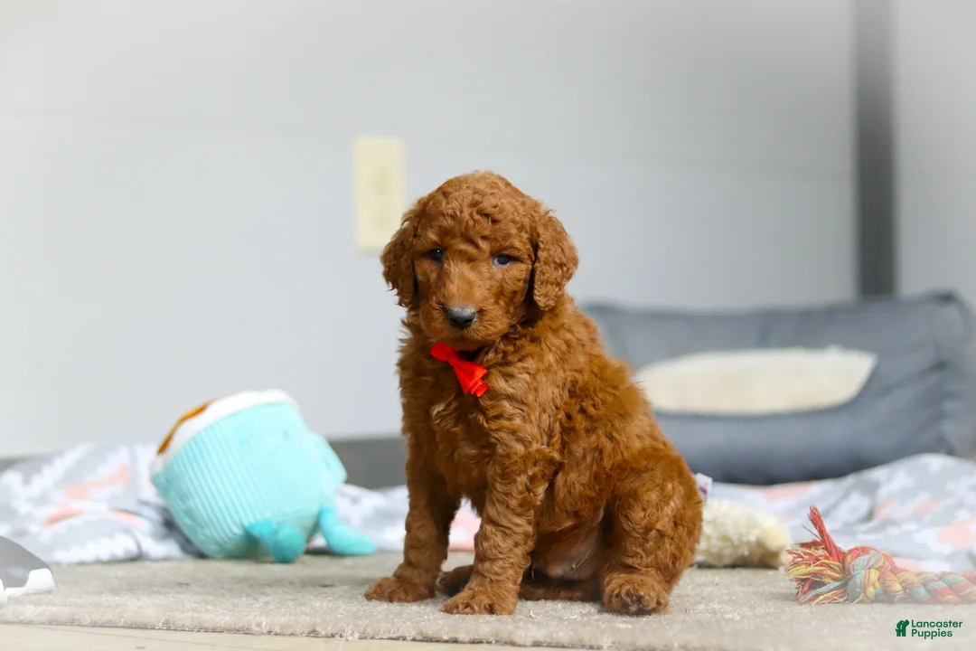 Goldendoodle dogs for sale: Ollie F1b - Ad 2