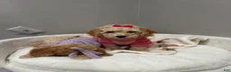 Miniature Poodle dogs for sale: Miniature Poodle Blossom  - Ad 4