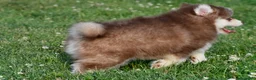 Pomsky dogs for sale: Prince - Ad 10