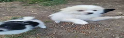 Pomeranian dogs for sale: Arcanine - Ad 11