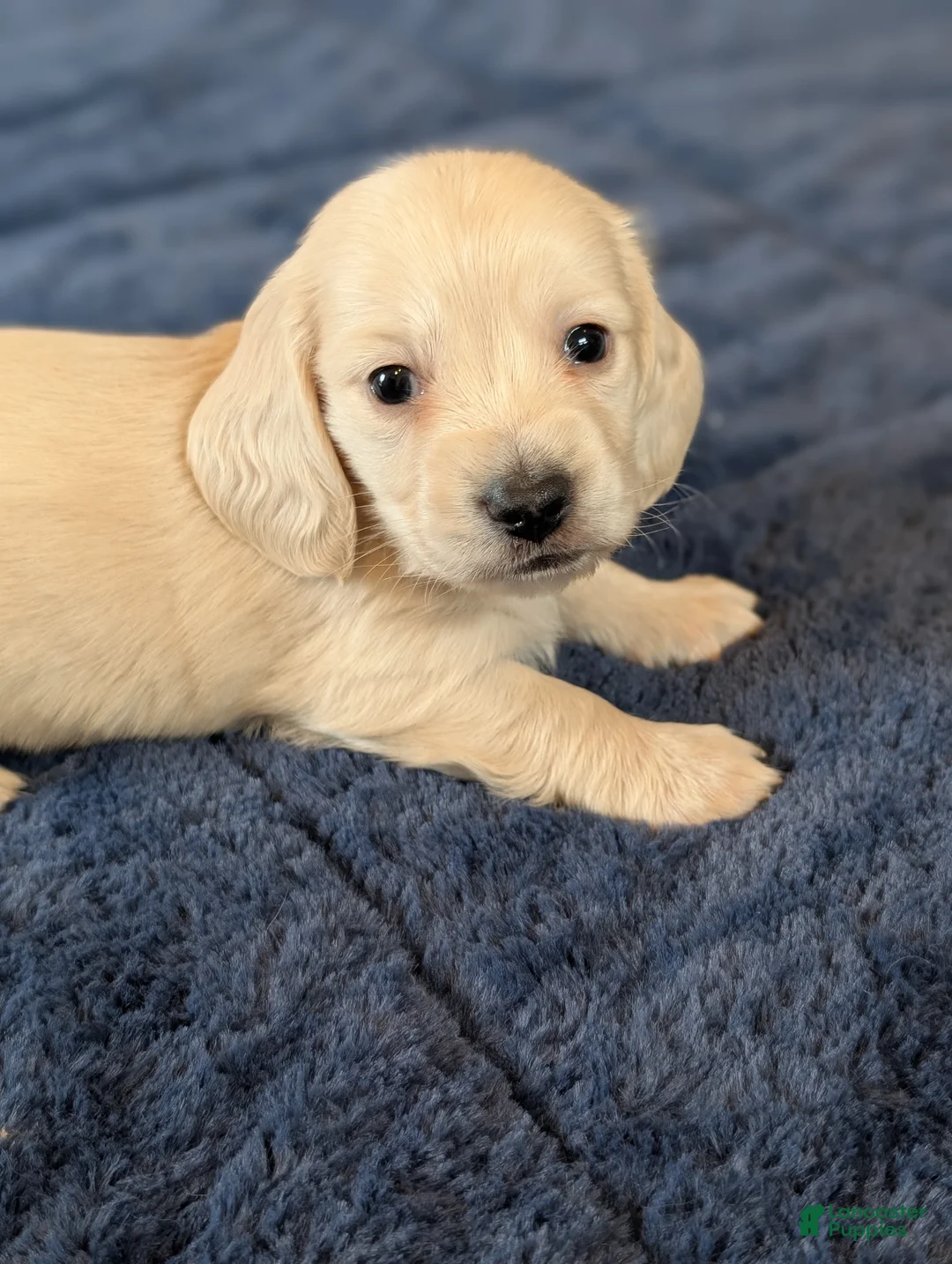 Miniature Dachshund dogs for sale: Miniature Dachshund Puppy 2 - Ad 1