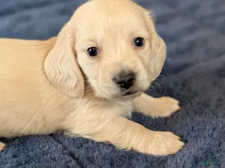 Miniature Dachshund dogs Miniature Dachshund Puppy 2 - Ad 20