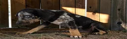 Catahoula Leopard Dog dogs for sale: Gypsie 2026 Male 2 - Ad 8