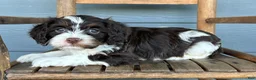 Cavapoo dogs for sale: Rigatoni - Ad 2