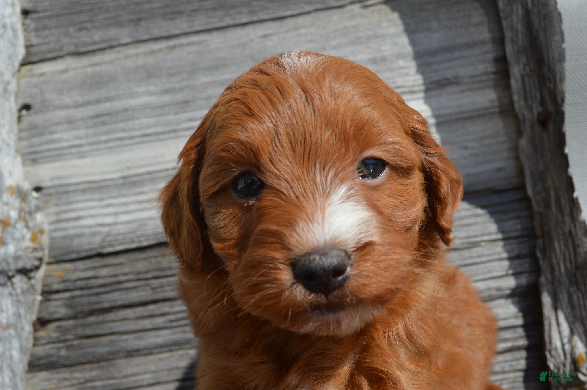 Mini Goldendoodle dogs Jordan  - Ad 2