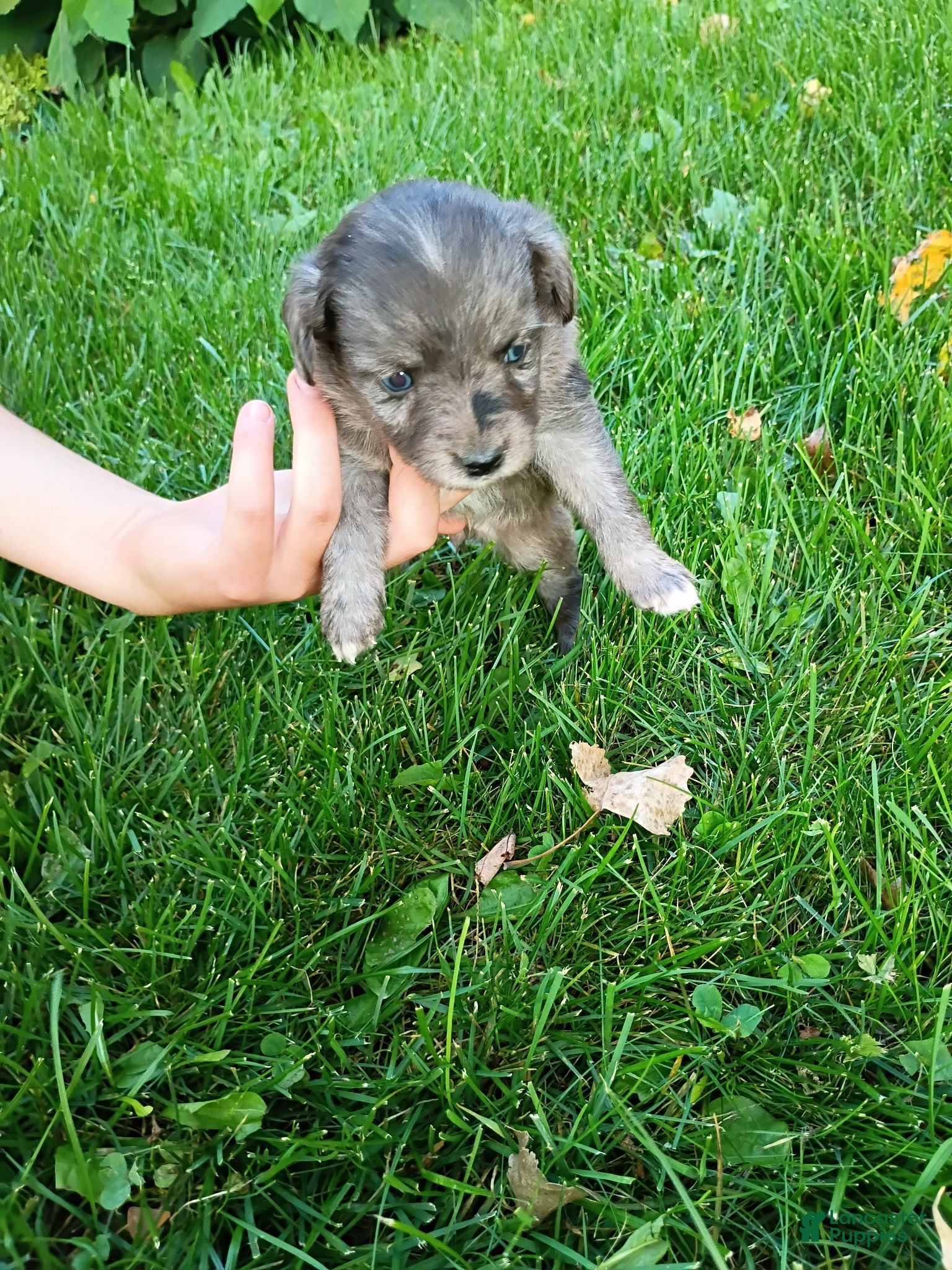 Mini Aussiedoodle dogs Tootsie  - Ad 2