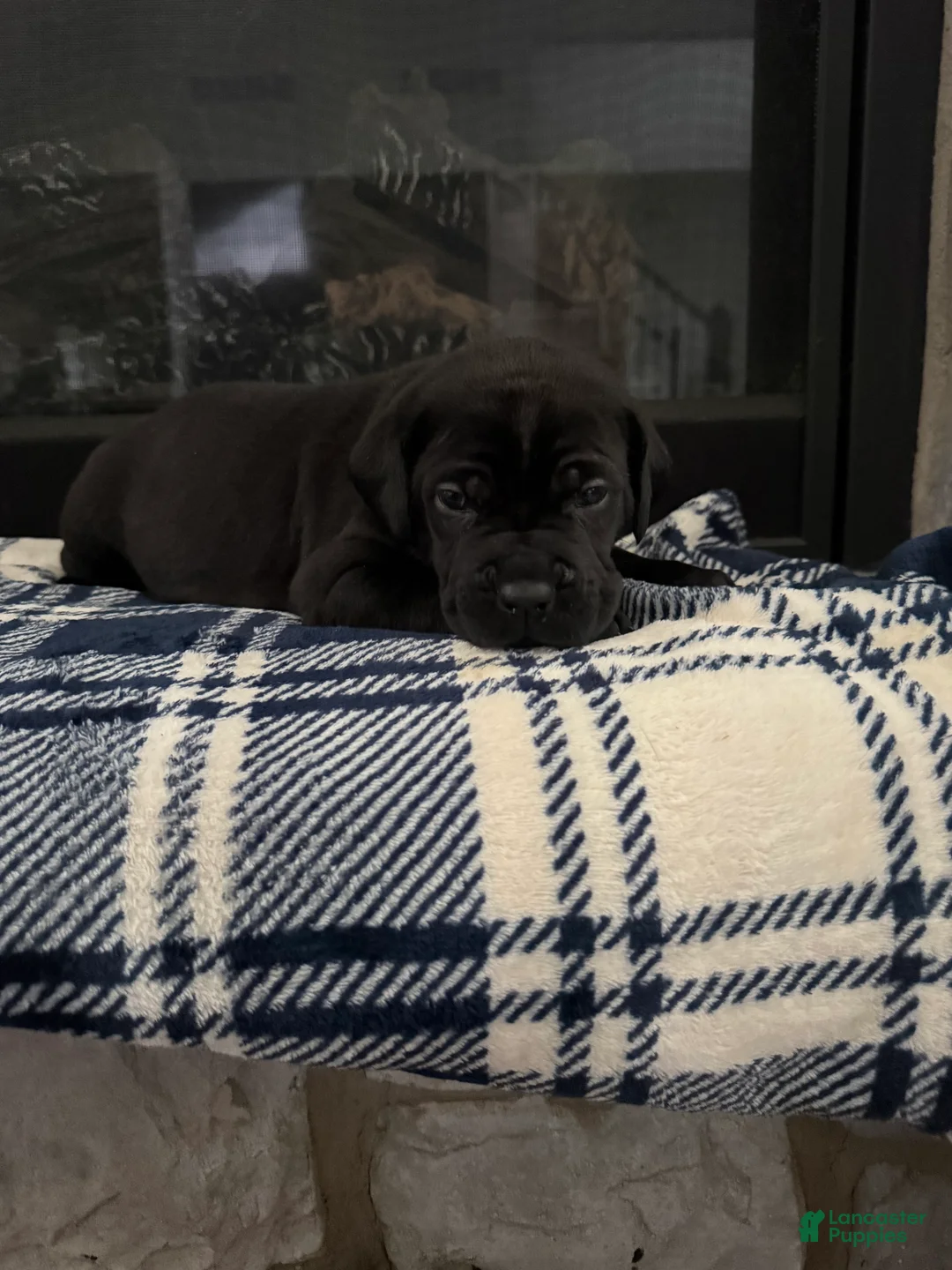 Cane Corso dogs for sale: Cane Corso Puppy 2 - Ad 1