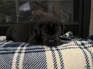 Cane Corso dogs for sale: Cane Corso Puppy 2 - Ad 2