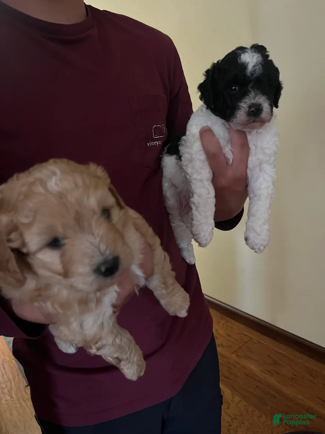Mini Bernedoodle dogs for sale: Mini Bernedoodle 3 - Ad 4