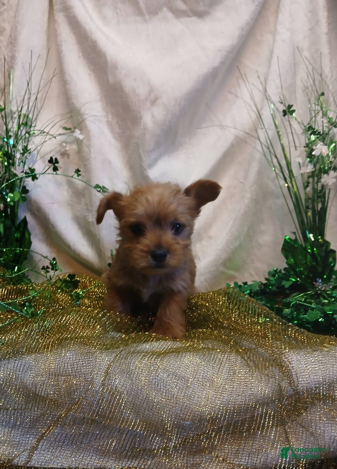 Yorkshire Terrier dogs TEACUP Bentley - Ad 33