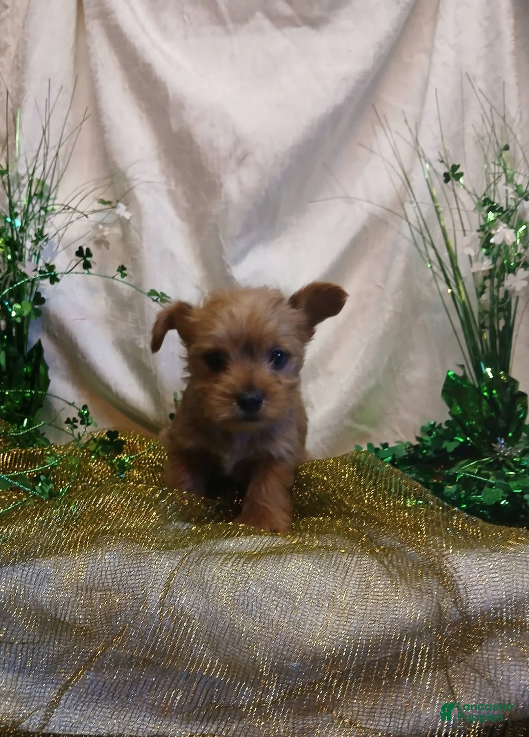 Yorkshire Terrier dogs for sale: TEACUP Bentley - Ad 1