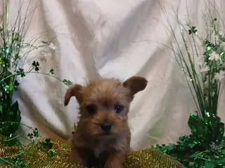 Yorkshire Terrier dogs for sale: TEACUP Bentley - Ad 1