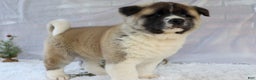 Akita dogs for sale: Trevor - Ad 27