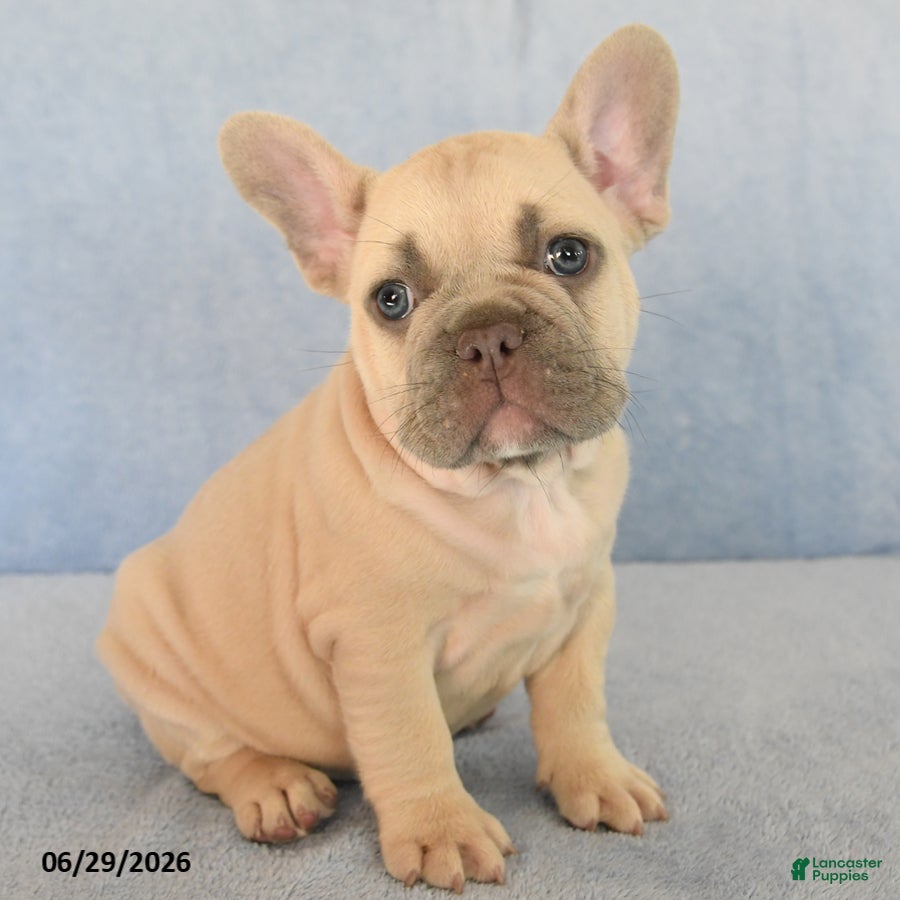 French Bulldog dogs Orlando - Ad 2