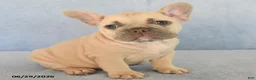 French Bulldog dogs for sale: Orlando - Ad 2