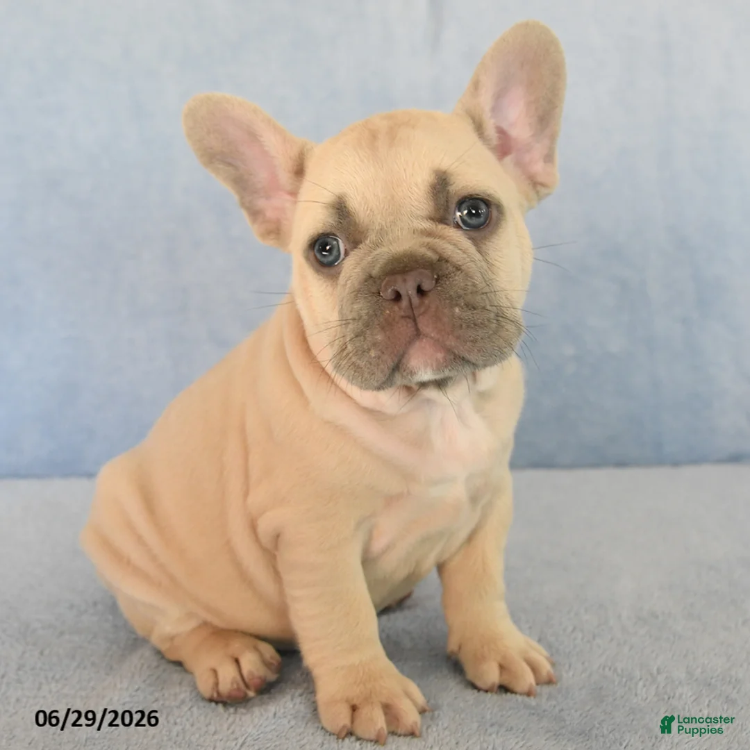 French Bulldog dogs for sale: Orlando - Ad 2