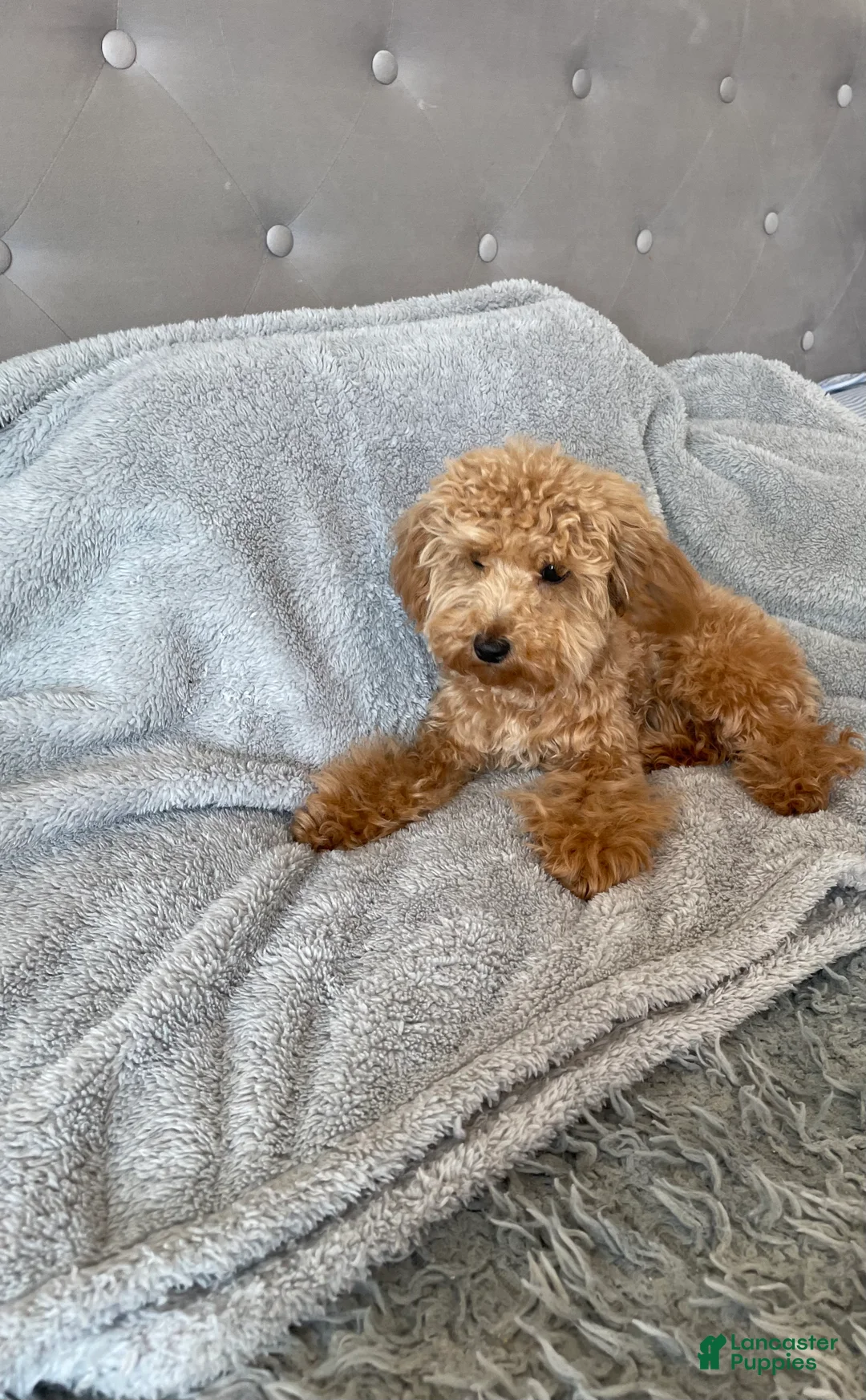 Toy Poodle dogs for sale: Nova - Ad 2