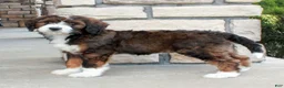 Bernedoodle dogs for sale: Bella - Ad 3