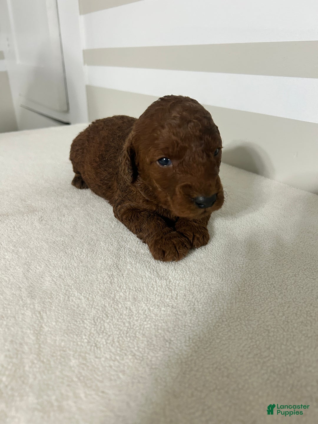 Mini Goldendoodle dogs for sale: Charles - Ad 4
