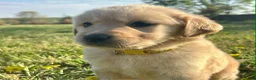 Golden Retriever dogs for sale: Merrigold - Ad 3